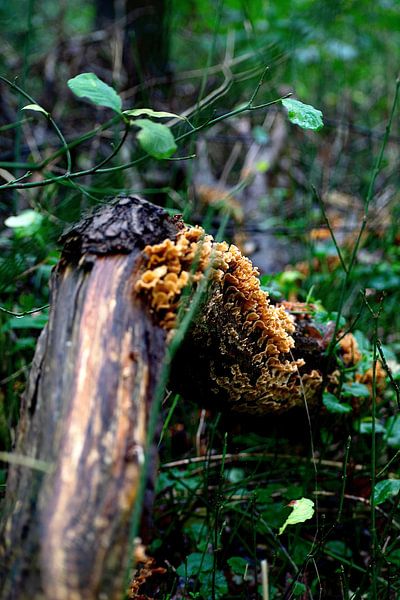 champignon par Claudia Bouman