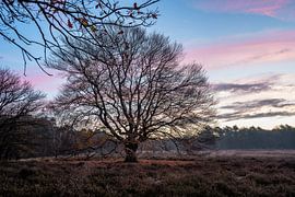 Wolfhezerheide partie 157 sur Tania Perneel