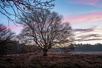 Wolfhezerheide part 157 by Tania Perneel