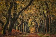 De oude boslaan met eikenbomen van Moetwil en van Dijk - Fotografie thumbnail