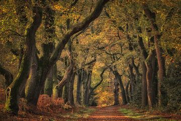 De oude boslaan met eikenbomen van Moetwil en van Dijk - Fotografie