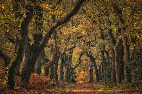 De oude boslaan met eikenbomen
