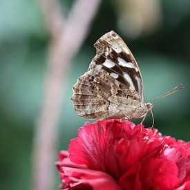 Papillon de nuit tacheté sur Matthias Brix