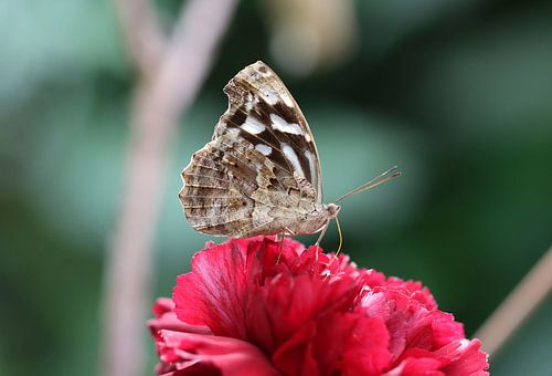 Gevlekte parelmoervlinder