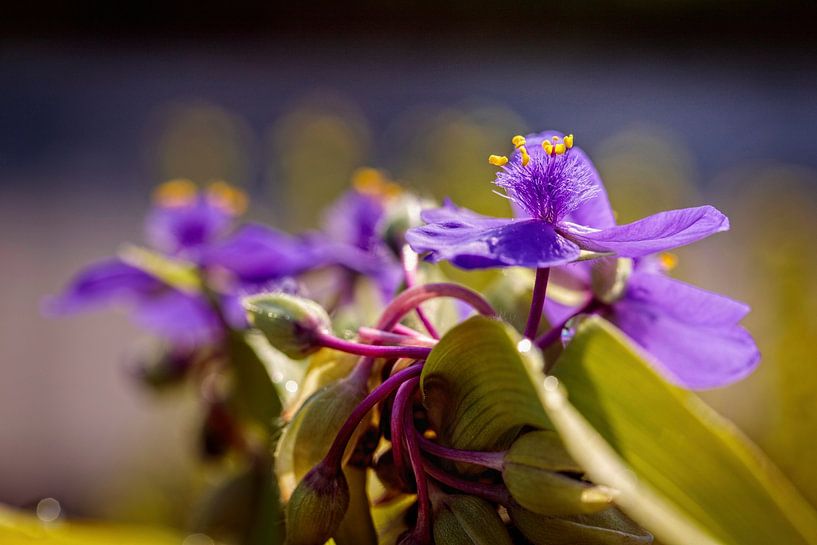Duck Day flower by Rob Boon