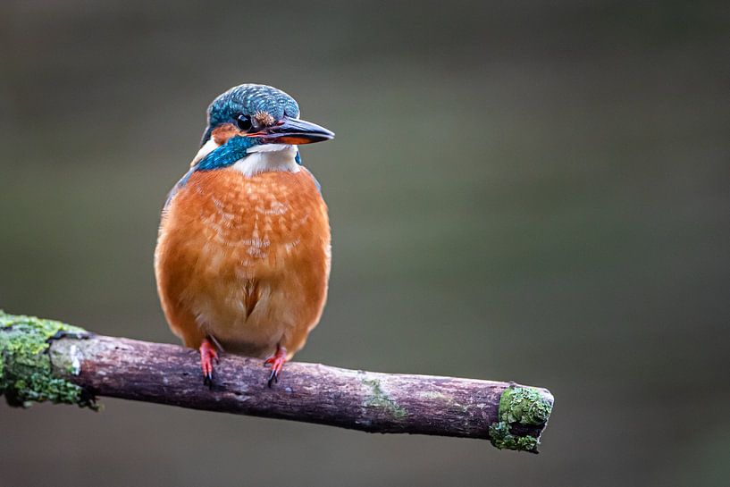 Eisvogel von Linda Raaphorst