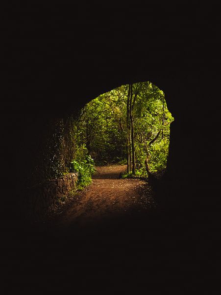 Bosque de Los Tilos, La Palma van Joren van den Bos