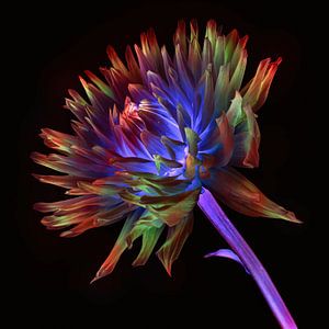 Dahlie mehrfarbig Kunst III