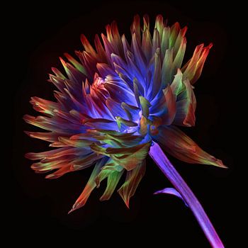 Dahlia multicolor art III