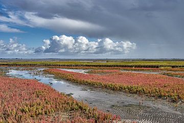 bloeiende Queller aan de Noordzee, Noord-Friesland, Duitsland van Peter Eckert