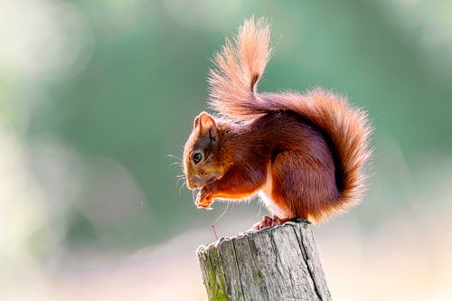 Eichhörnchen von Stan Bouman