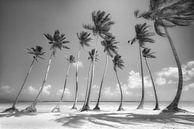 Palmboomstrand in de Dominicaanse Republiek. Zwart-wit beeld. van Manfred Voss, Schwarz-weiss Fotografie thumbnail