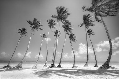 Palmboomstrand in de Dominicaanse Republiek. Zwart-wit beeld.