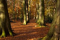 Weg in het herfstbos