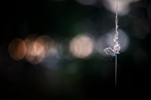 In het late avondzonnetje