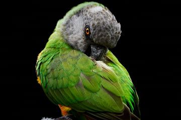 Senegal papegaai (Poicephalus senegalus) van Thomas Marx