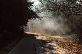 Light and shade in the forest by PhotographIris
