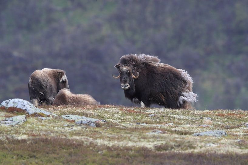 Musk Ox Dovrefjell, Norway by Frank Fichtmüller