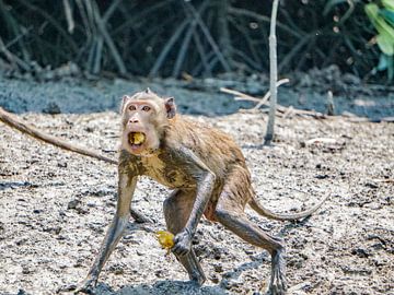 Un macaque surpris sur Barbara Riedel