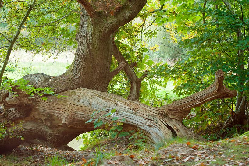 Split am Bach von LANETfotografie