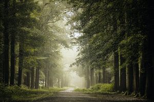 On a foggy morning sur Jos Erkamp