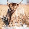 Highlander écossais sur Leonie Wagenaar