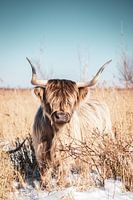 Scottish Highlander