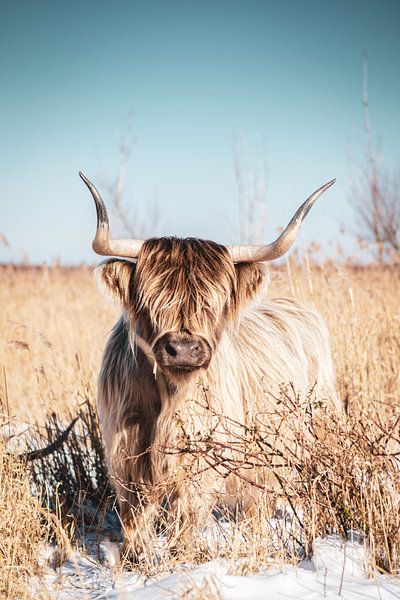 Scottish Highlander by Leonie Wagenaar