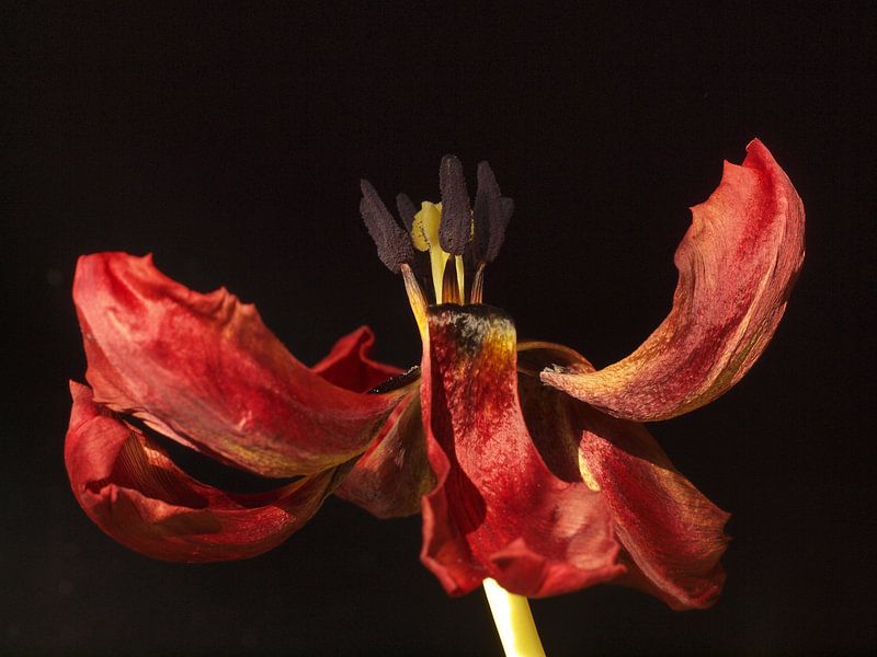 Uitgebloeide tulp by Marjon van Vuuren