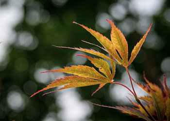 Close-up Japanse Esdoorn
