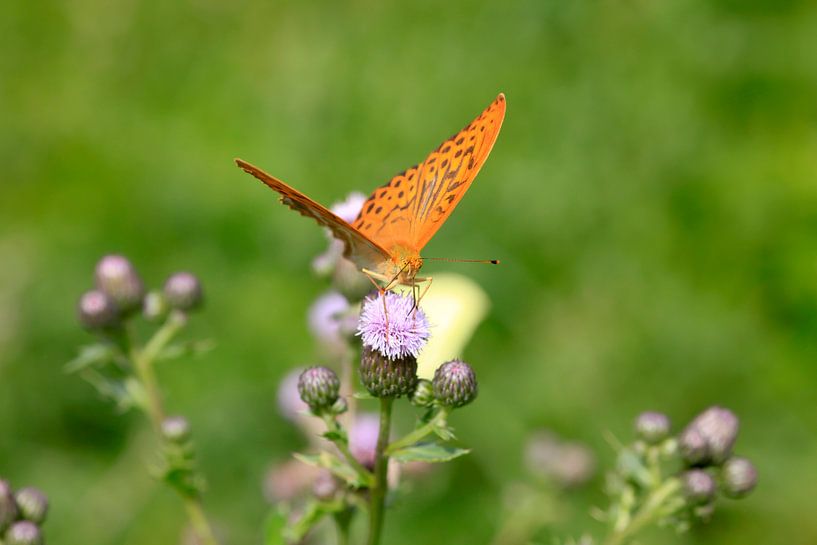 Butterfly by Thomas Jäger
