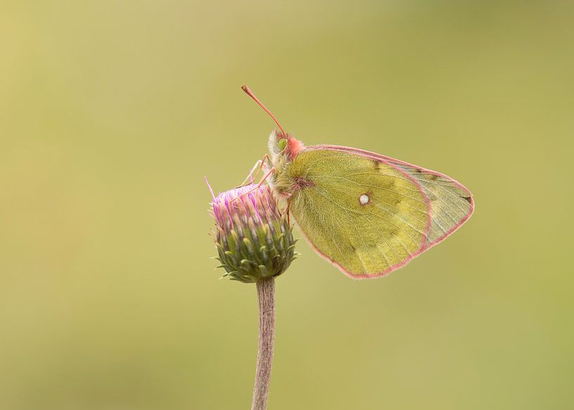 Papillon de Lucerne par Elles Rijsdijk