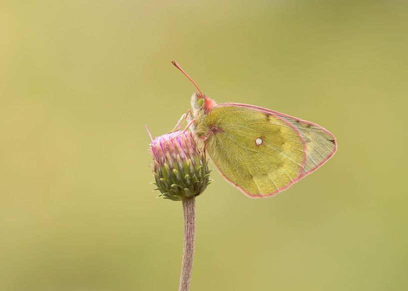 Luzerner Schmetterling von Elles Rijsdijk