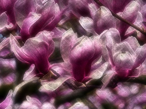 Magnolia Bloesem Stilleven