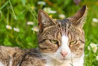 Kat ligt lekker te luieren in het gras