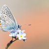 Icarusblauwtje vlinder op blauwe bloem van Mark Scheper