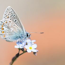 Papillon bleu Icare sur une fleur bleue sur Mark Scheper