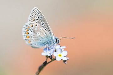Papillon bleu Icare sur une fleur bleue sur Mark Scheper