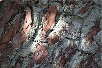 beautiful nature 3 / green tree bark lying down