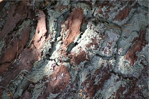 schöne Natur 3 / grüne Baumrinde liegend