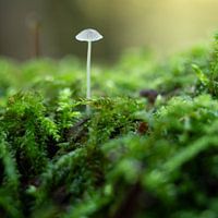 mushroom