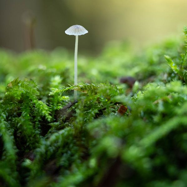 champignon par Nienke Planken