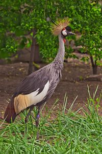 Wunderschöner afrikanischer Vogel - Kronenkranich auf grünem Gras
