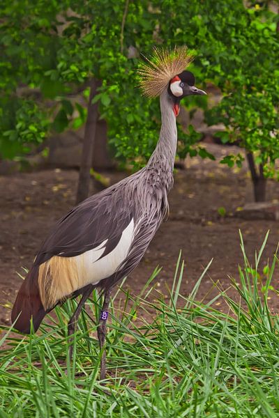Beautiful African bird - Crowned Crane on a background of green grass by Michael Semenov