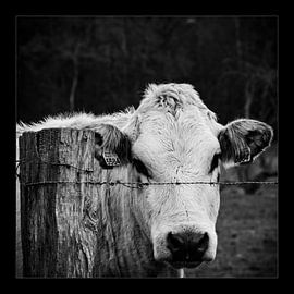 Koe  by Gerwin Heuver