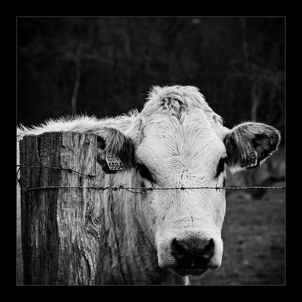 Koe  by Gerwin Heuver