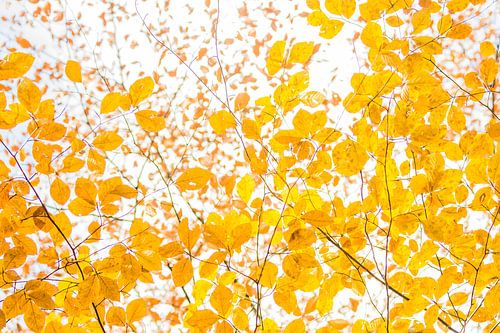 L'automne sur la Veluwe