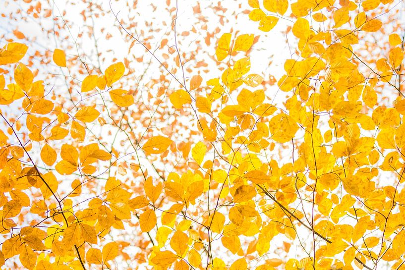 Herbst auf der Veluwe von Danny Slijfer Natuurfotografie