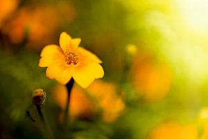 Tagetes