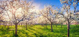 In the orchard by Bram de Jong